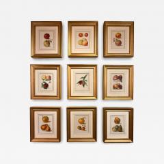 May Rivers Set of Nine Fruit Chromolithographs by May Rivers English circa 1892 - 4483501