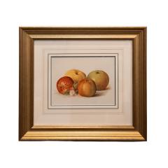 May Rivers Set of Six Fruit Chromolithographs by May Rivers English circa 1892 - 4493874