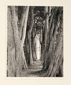 Michael Wayman Aisle of Trees Sea Road dated 1999 - 3364238