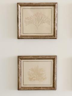 Mid Century Framed Marine Spicimen - 4159453