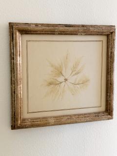 Mid Century Framed Marine Spicimen - 4159457