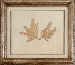 Mid Century Framed Marine Spicimen - 4160062