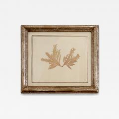 Mid Century Framed Marine Spicimen - 4160063