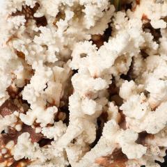 Mid Century Modernist Coral Table Lamp with Walnut Base Brass Fittings - 4514389