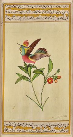 Miniature of Hummingbird India circa 1870 - 3637709