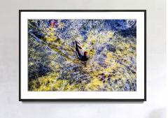 Mitchell Funk Beautiful Nature Colorful Duck Swims in a Pond of Blue and Yellow  - 3721472