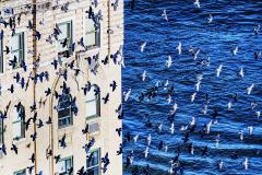 Mitchell Funk Birds in Flight over Manhattan Minimalist Photography - 3103775