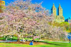 Mitchell Funk Cherry Blossoms in Bloom Urban Garden of Central Park with The San Remo - 3543674