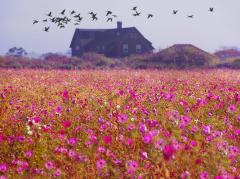 Mitchell Funk East Hampton Landscape with Field of Pink Flowers and Migrating Birds - 3254038