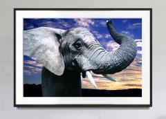 Mitchell Funk Elephant Close Up at Sunset with Wide Angle Lens Life Magazine - 2562320