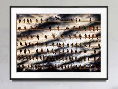 Mitchell Funk Flock of Birds on Wire Against Dramatic Sky Dramatic Clouds - 3701759