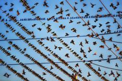 Mitchell Funk Gathering of Birds on Wires In Miami - 3711475