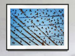 Mitchell Funk Gathering of Birds on Wires In Miami - 3711479