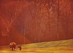 Mitchell Funk Golden Light Illuminates a Romantic Couple in Central Park Amber and Orange - 3247466