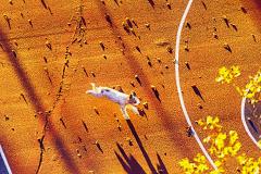 Mitchell Funk Jumping Dog in Golden Light - 2280281