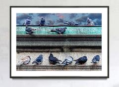 Mitchell Funk Posing Pigeons Manhattan in Neutral Colors Greys and Gray Birds - 3034903