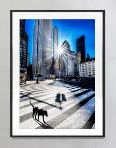 Mitchell Funk Surreal Black Dog Central Park with Raking Light Street Photography Literally - 3979267