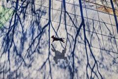 Mitchell Funk The Dogs of New York - 4417855