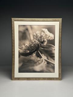 Modern Large Black and White Photographs Floral Still Life Framed 1990s - 3555486