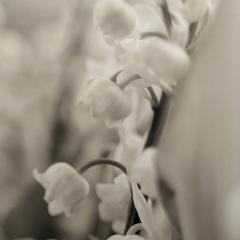 Modern Large Black and White Photographs Floral Still Life Framed 1990s - 3555493