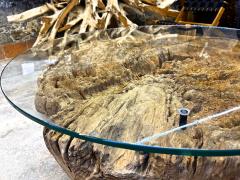 Modern Organic Driftwood Coffee Table With Glass Top Black Steel Base 2025 - 4568106