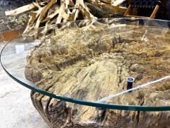 Modern Organic Driftwood Sofa Coffee Table With Glass Top On Black Steel Base - 3365306