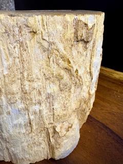 Modern Organic Petrified Wood Sink Grey Brown Beige polished IDN 2025 - 4327710