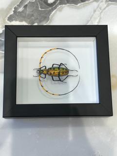 Murano Glass Beetle by Emanuel Toffolo - 2842901