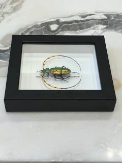 Murano Glass Beetle by Emanuel Toffolo - 2842902