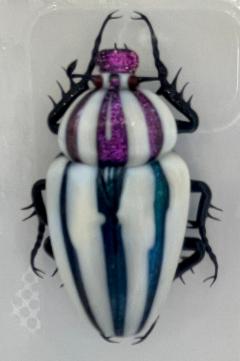 Murano Glass Beetle by Toffolo - 2837502