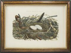 NOZEMAN A Group of Four Birds Nests  - 1957723