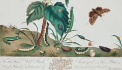 Natural History of Moths and a Beetle A Hand colored Engraving by Moses Harris - 3522745