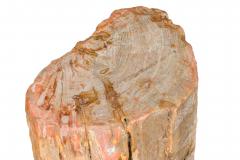 Natural Live Edge Petrified Wood Stump - 4669617