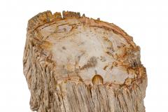 Natural Live Edge Petrified Wood Stump - 4669927