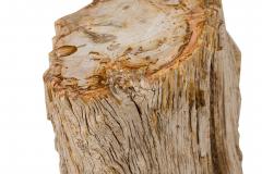 Natural Live Edge Petrified Wood Stump - 4669928