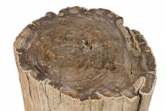 Natural Live Edge Petrified Wood Stump - 4669956