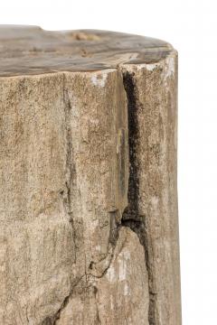 Natural Live Edge Petrified Wood Stump - 4669957