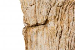 Natural Live Edge Petrified Wood Stump - 4669967