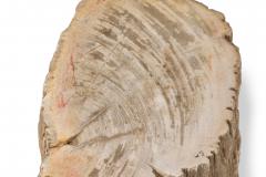 Natural Live Edge Petrified Wood Stump - 4669976