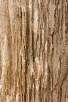 Natural Live Edge Petrified Wood Stump - 4669977