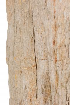 Natural Live Edge Petrified Wood Stump - 4669995
