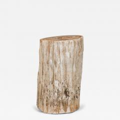 Natural Live Edge Petrified Wood Stump - 4734511