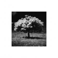 Nicolas Auvray Photography on Paper Tree of Life Nicolas Auvray New York 2015 NA4 - 4206954