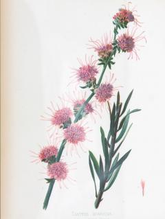 Northern Blazing Star Floral Botanical Print on Paper - 3631357