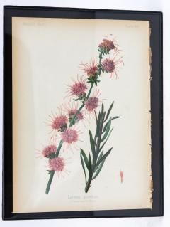 Northern Blazing Star Floral Botanical Print on Paper - 3631358