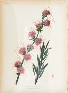 Northern Blazing Star Floral Botanical Print on Paper - 3631456