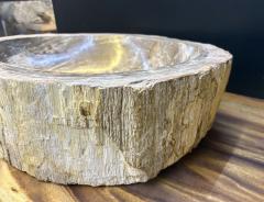 Organic Modern Petrified Wood Sink Grey Brown Beige polished IDN 2024 - 4039694