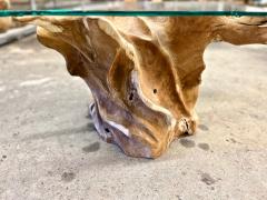 Organic Modern Teak Root Coffee Table With Safety Glass Top IDN 2025 - 4636956