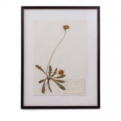 Original Mid 20th Century Herbaria - 2096114