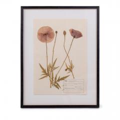 Original Mid 20th Century Herbaria - 2096116